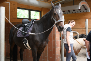 Dunkelbraunes Pferd mit Sattel